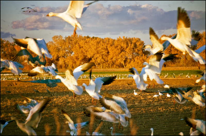 Bosque del Apache Photo 05